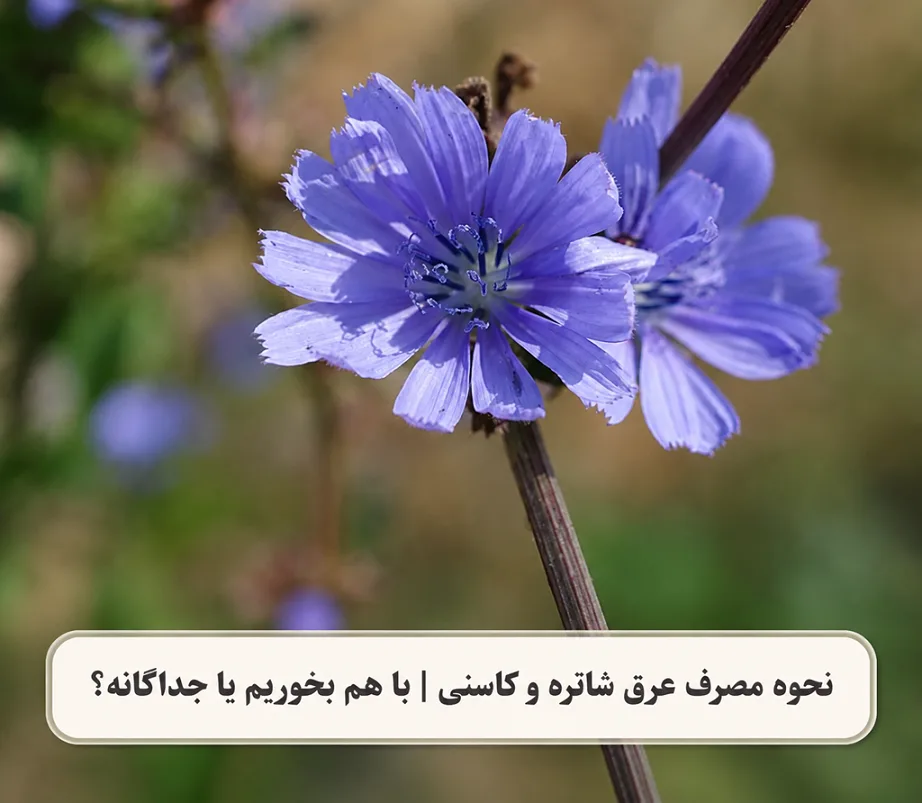 نحوه مصرف عرق کاسنی و شاتره